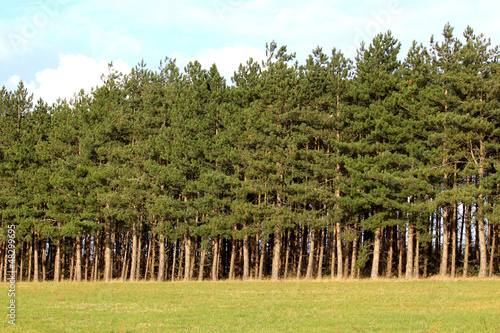 Photo: Forêt de sapins Forêt de sapins
