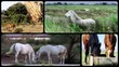 Video: horses, quiet moments horses, quiet moments