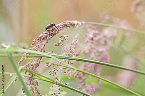 Photo: Ein Gartenlaufkäfter auf Brautschau Ein Gartenlaufkäfter auf Brautschau