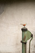 Wasserpumpe mit Blechvogel