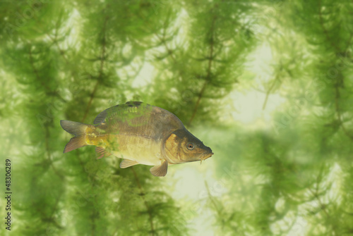 Photo: carp on white background carp on white background