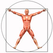 homo vitruvianus, der vitruvianische Mensch mit Muskelanatomie