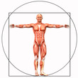 homo vitruvianus, der vitruvianische Mensch mit Muskelanatomie