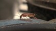 Cockroach eats food with gusto