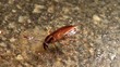 Close view of cockroach's head