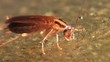 Cockroach eats food with gusto