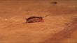 Cockroach looking for scraps of food
