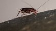 Cockroach eats food with gusto