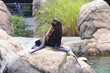 Seal on Rock