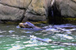 Seal Swimming II