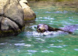 Seal Swimming