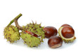 Herbstfrüchte