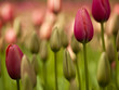 Photo: Colorful tulips Colorful tulips
