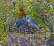 A Bunch of Roosting Budgies