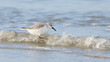 Sanderling (Calidris alba) searching for food