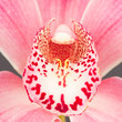 Colorful pink orchid