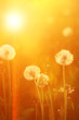 Dandelion Seeds Blowball