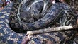 Amethystine python