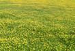 Spring meadow full with yellow buttercups