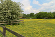 sheep lying under a blossom tree