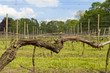 Old vine growing along a wire support