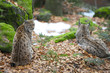 Luchs Paar