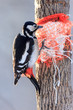 Dendrocopos major, Great spotted woodpecker.