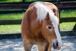 Foto: Pferd Pferd