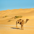 Photo: Mother and Baby Camel Mother and Baby Camel