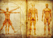 homo vitruvianus, der vitruvianische Mensch mit Muskelanatomie