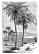 Illustration: Palmtrees - Palmiers Palmtrees - Palmiers