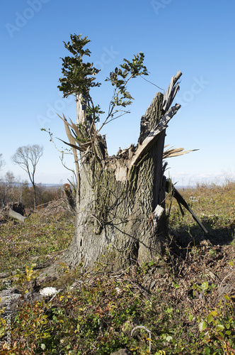 Photo: Tree destruction Tree destruction