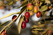 olives
