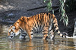 Foto: Tiger im Wald Tiger im Wald