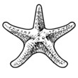 Sea star