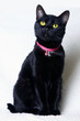 Photo: Black cat Black cat