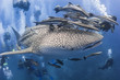 Whaleshark and scuba divers underwater