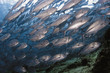 Schooling Big Eye Jacks underwater in Malaysia