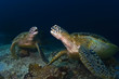 Green Seaturtles on the reef in Malaysia