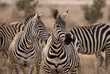 Photo: Giraffes, Tsavo est Giraffes, Tsavo est