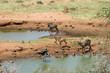 Photo: Waterbucks and gazzelle, Tsavo est Waterbucks and gazzelle, Tsavo est