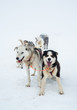 sleigh dogs