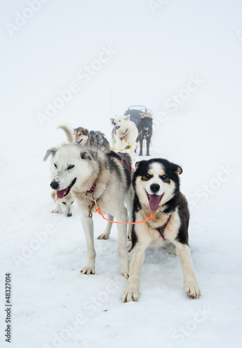 Photo: sleigh dogs sleigh dogs