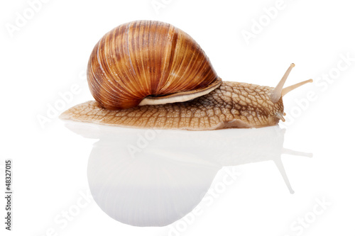 Photo: snail isolated snail isolated