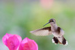 Himmingbird