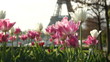 morning near the Eiffel Tower