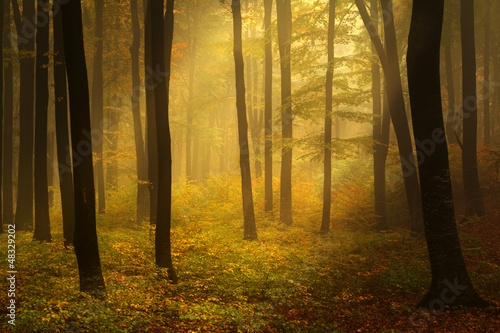 Photo: Autumnal foggy forest Autumnal foggy forest