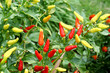 Fresh Chillies