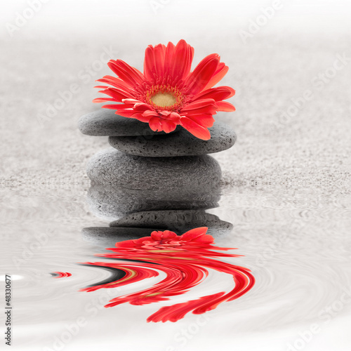 Photo: Galets et gerbera reflet zen Galets et gerbera reflet zen