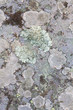 Stone texture